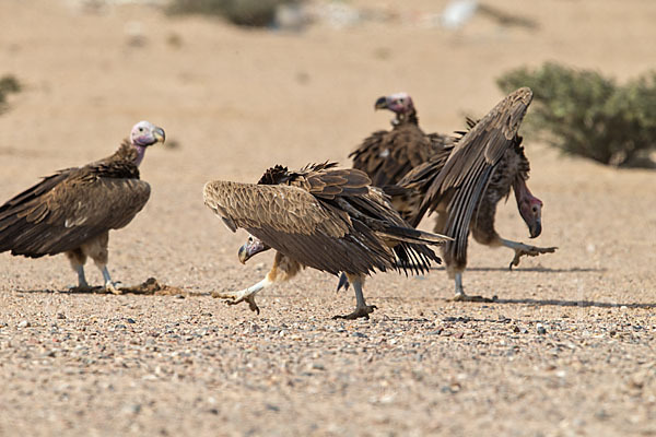 Ohrengeier (Aegypius tracheliotus)