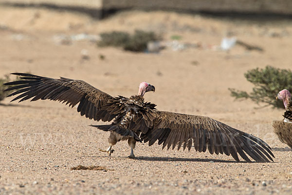 Ohrengeier (Aegypius tracheliotus)