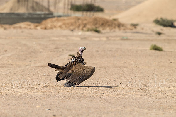 Ohrengeier (Aegypius tracheliotus)