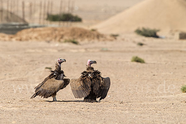 Ohrengeier (Aegypius tracheliotus)