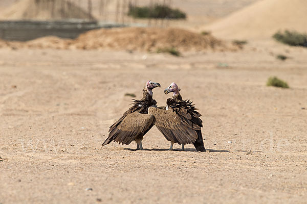 Ohrengeier (Aegypius tracheliotus)