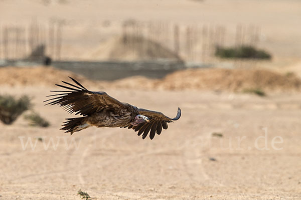 Ohrengeier (Aegypius tracheliotus)