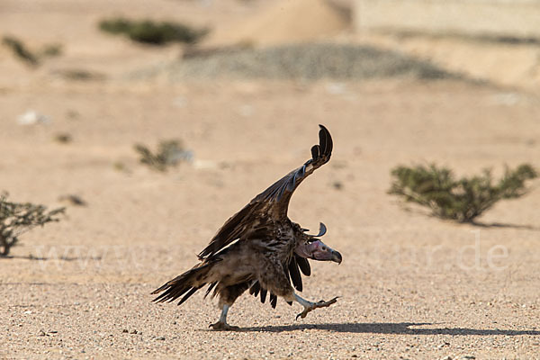 Ohrengeier (Aegypius tracheliotus)