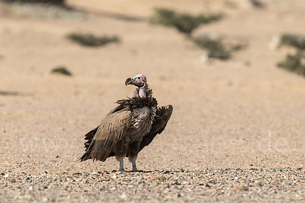 Ohrengeier (Aegypius tracheliotus)