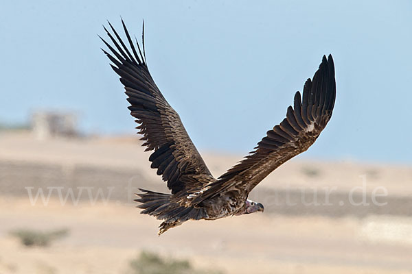 Ohrengeier (Aegypius tracheliotus)