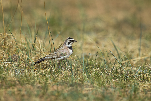 Ohrenlerche (Eremophila alpestris)