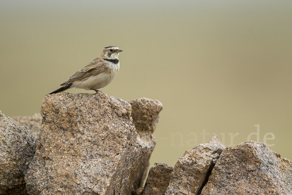 Ohrenlerche (Eremophila alpestris)