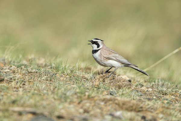 Ohrenlerche (Eremophila alpestris)