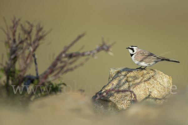 Ohrenlerche (Eremophila alpestris)