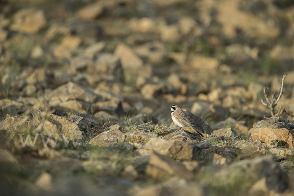 Ohrenlerche (Eremophila alpestris)