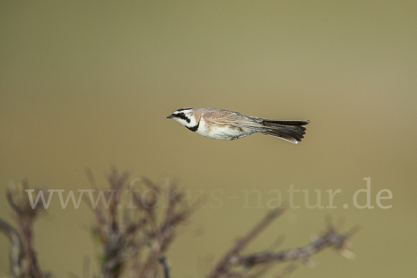 Ohrenlerche (Eremophila alpestris)