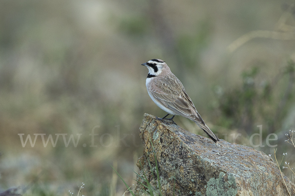 Ohrenlerche (Eremophila alpestris)