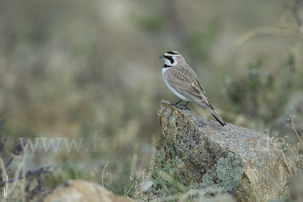 Ohrenlerche (Eremophila alpestris)