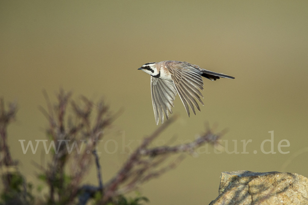 Ohrenlerche (Eremophila alpestris)