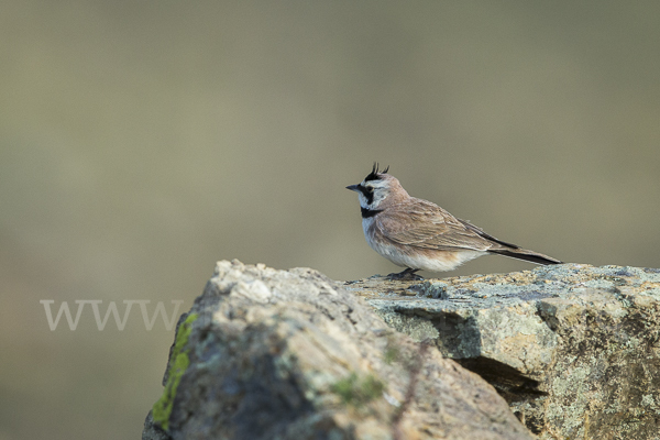 Ohrenlerche (Eremophila alpestris)