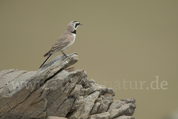 Ohrenlerche (Eremophila alpestris)