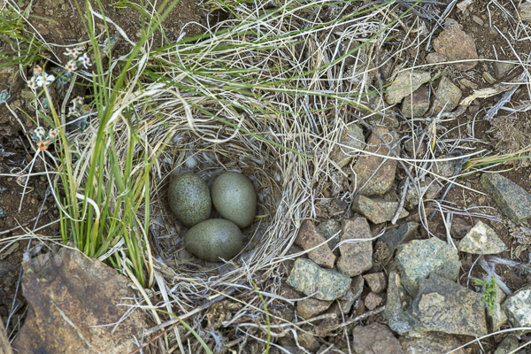 Ohrenlerche (Eremophila alpestris)