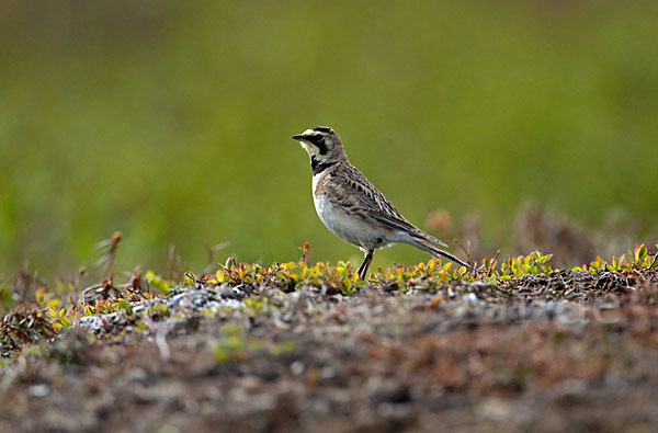 Ohrenlerche (Eremophila alpestris)