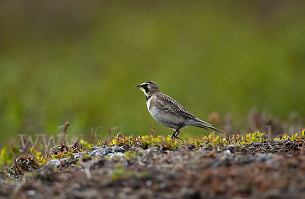 Ohrenlerche (Eremophila alpestris)