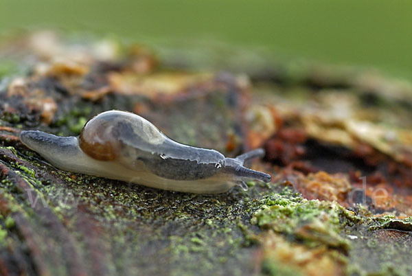 Ohrförmige Glasschnecke (Eucobresia diaphana)