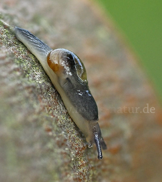 Ohrförmige Glasschnecke (Eucobresia diaphana)