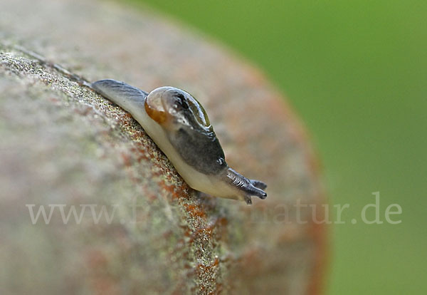 Ohrförmige Glasschnecke (Eucobresia diaphana)