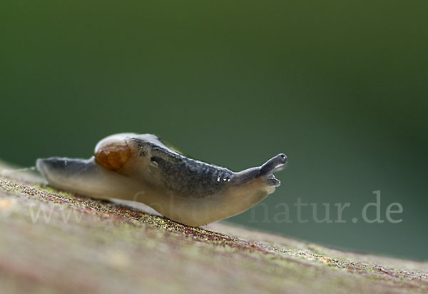 Ohrförmige Glasschnecke (Eucobresia diaphana)