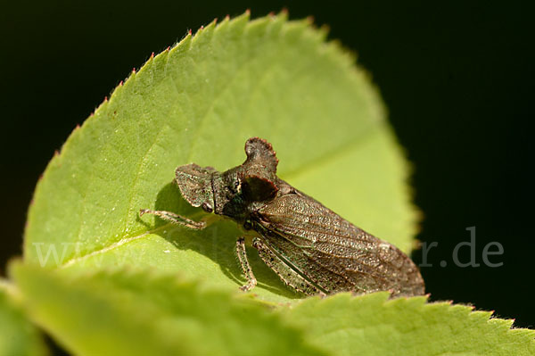 Ohrzikade (Ledra aurita)