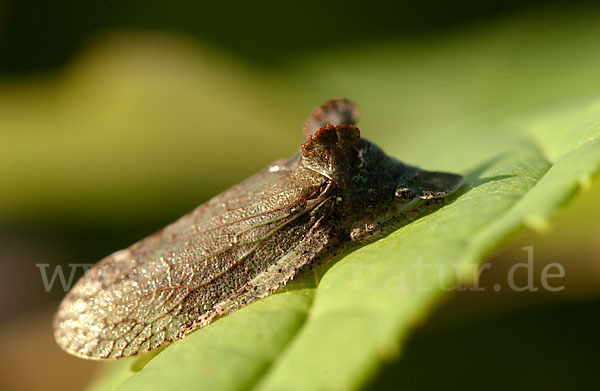 Ohrzikade (Ledra aurita)