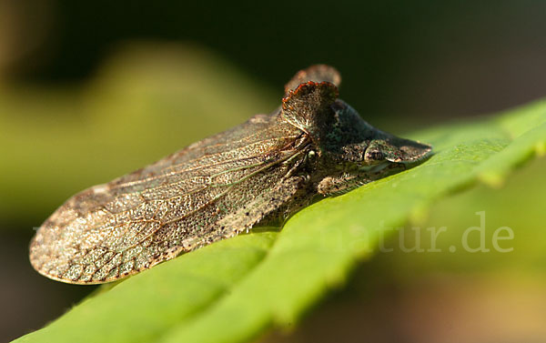 Ohrzikade (Ledra aurita)