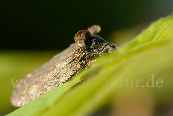 Ohrzikade (Ledra aurita)