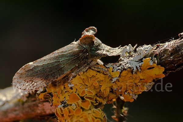 Ohrzikade (Ledra aurita)