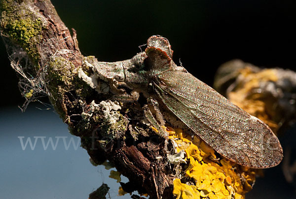 Ohrzikade (Ledra aurita)