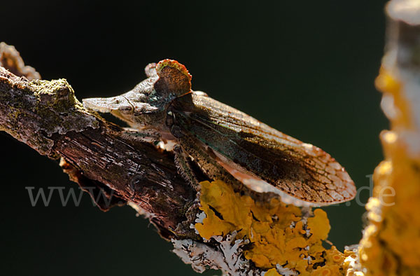 Ohrzikade (Ledra aurita)