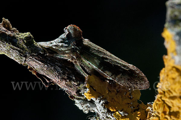 Ohrzikade (Ledra aurita)