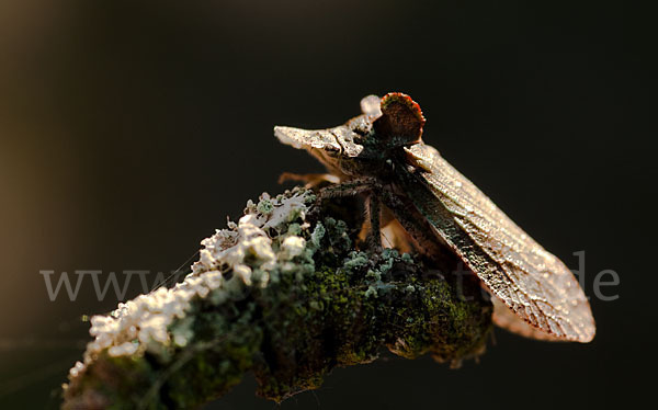 Ohrzikade (Ledra aurita)