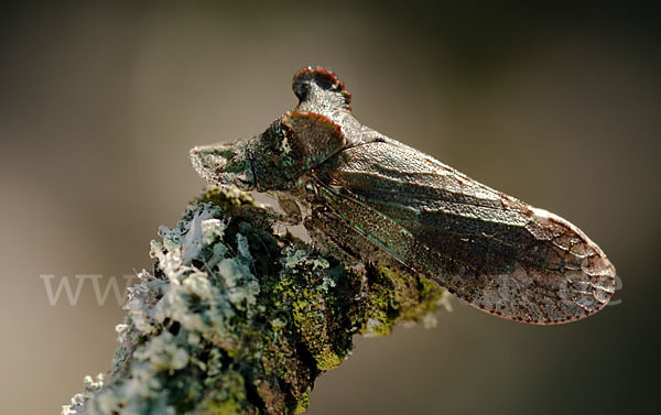 Ohrzikade (Ledra aurita)