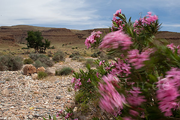 Oleander (Nerium oleander)