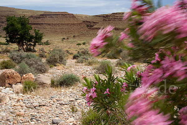 Oleander (Nerium oleander)