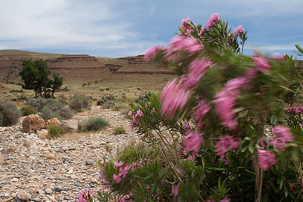 Oleander (Nerium oleander)