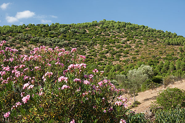 Oleander (Nerium oleander)