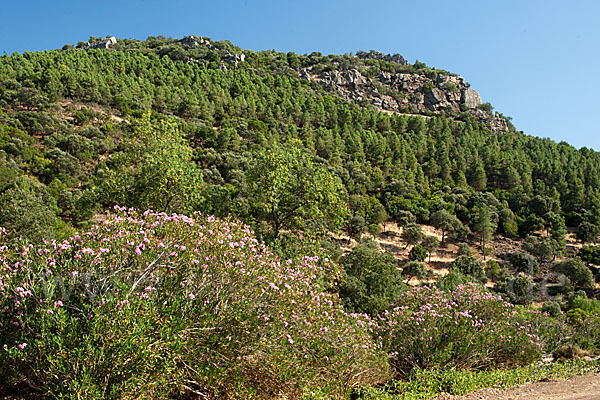 Oleander (Nerium oleander)