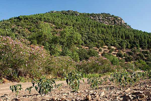 Oleander (Nerium oleander)