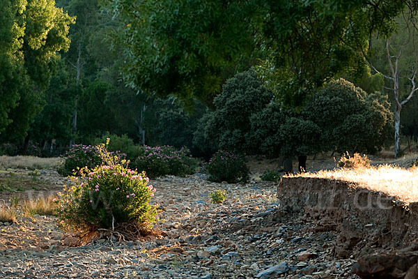 Oleander (Nerium oleander)