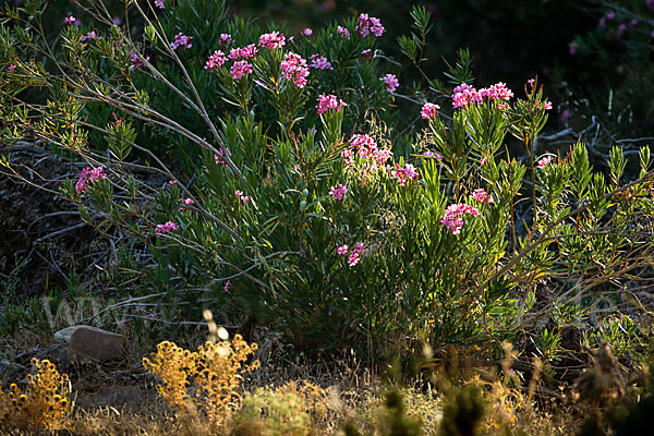 Oleander (Nerium oleander)