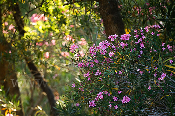 Oleander (Nerium oleander)