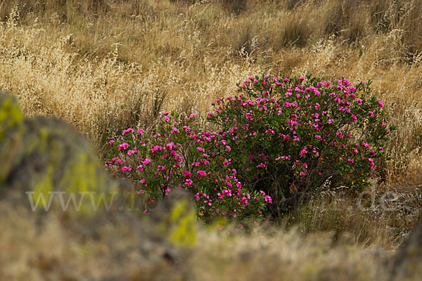 Oleander (Nerium oleander)