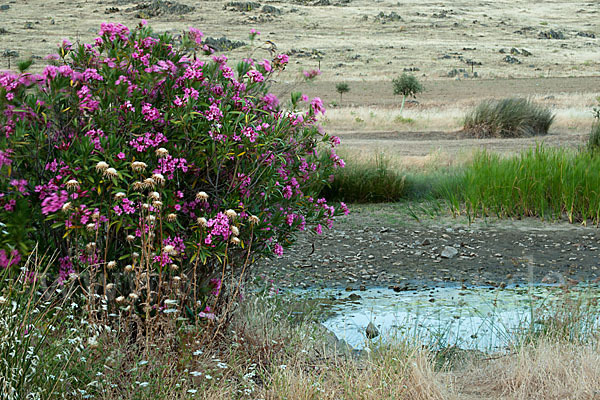 Oleander (Nerium oleander)