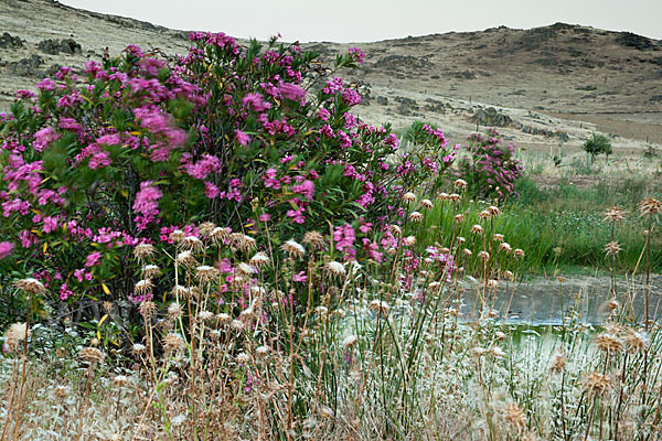 Oleander (Nerium oleander)