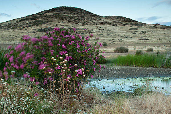 Oleander (Nerium oleander)